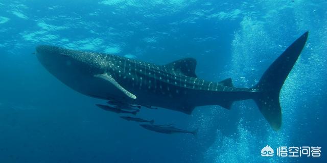达摩鲨吃虎鲸，为什么海洋生物大多是食肉动物，很少见到海洋食草动物？