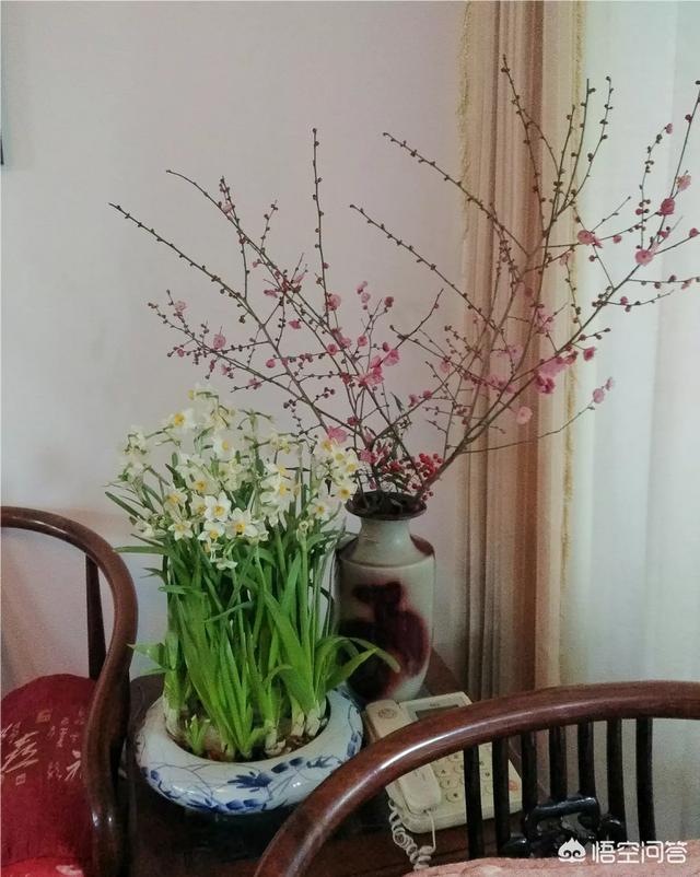正月初一有水仙 茶花 风信子仙客来和兰花开放 你选哪一种 头条问答