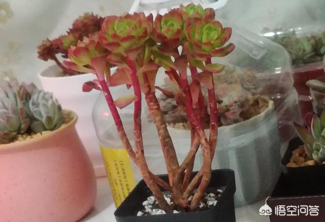 姬玉露徒长后怎么处理:徒长的多肉还能恢复原样吗？