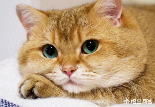 菊缅因猫和菊猫的区别:二哈和胖橘猫，哪一个才是你的最爱？