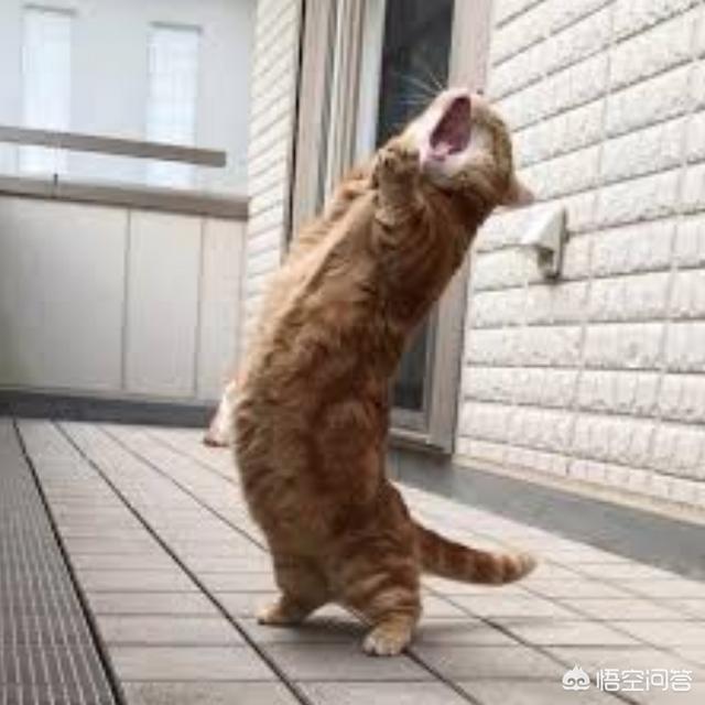 菊缅因猫和菊猫的区别:二哈和胖橘猫，哪一个才是你的最爱？