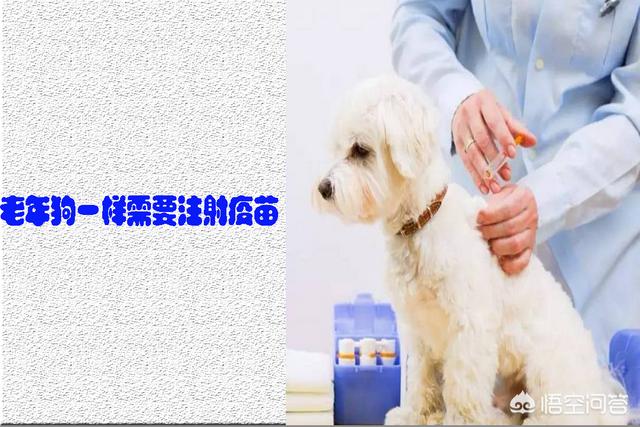 绣球狗不打疫苗可以吗:老年狗狗还用注射疫苗吗？