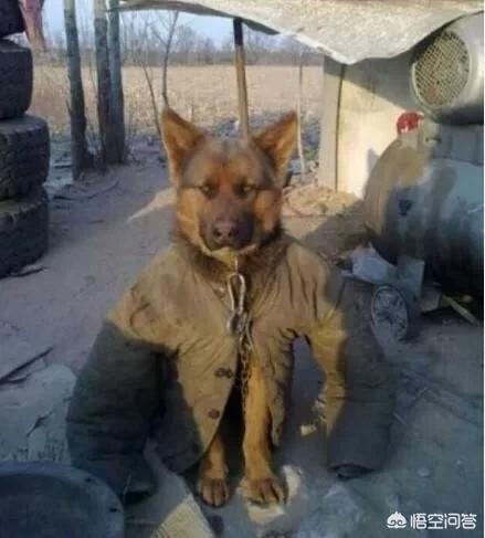 人和狗分开之后，狗狗还会记得以前的主人吗？插图59