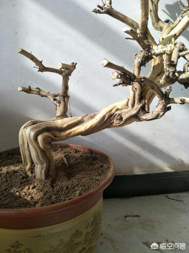 铁线蕨怎样制作盆景:新买的一盆铁线蕨，种植好需要注意什么？