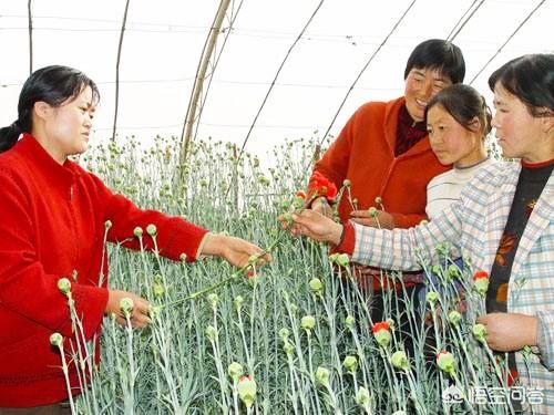 农村留守妇女与狗图:在家的农村妇女适合什么工作？