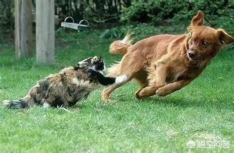 猫狗打架为啥猫总是占优势，近似体重的猫和狗正面对抗，谁赢的几率要大一点