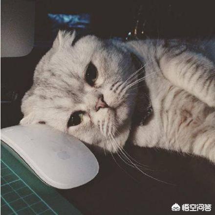 猫猫安乐死的方法:有哪些预防家里猫猫狗狗被人药死的方法？