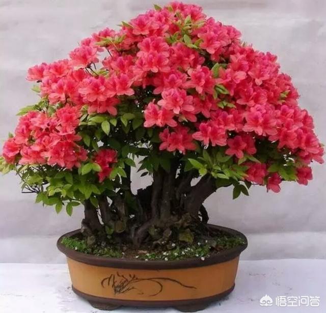 哪种盆景花卉抗冻适合冬天养殖？