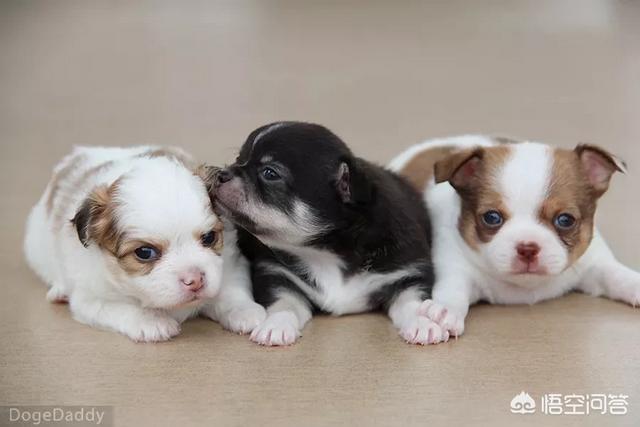 怎么挑选泰迪熊狗:如何挑选健康的泰迪幼犬？可以观察哪些地方？ 怎么挑选狗崽