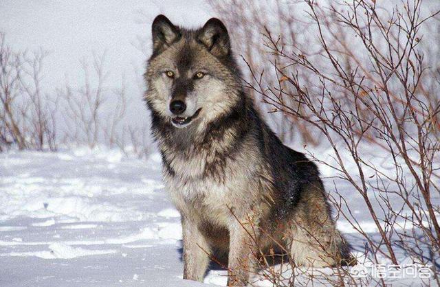 北美灰狼vs狼獾:斑点鬣狗、北美灰狼、花豹，谁更厉害一点？