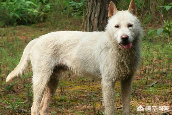 威玛猎犬打野猪怎么样:我国哪种猎犬的杀伤性最强？为什么？