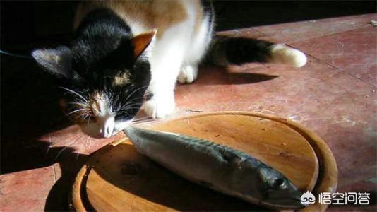 猫吃鱼会不会被鱼刺卡住:猫吃鱼为什么不会被鱼刺卡住嗓子？