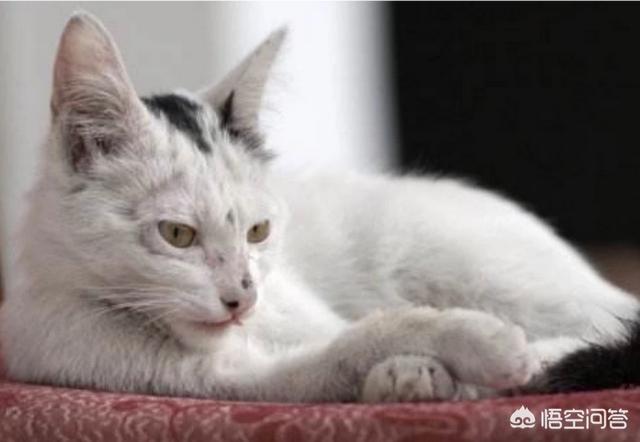 马恩岛猫问答:猫的黑下巴是什么引起的？怎么处理？