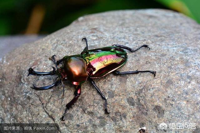 头条问答 - 古埃及圣甲虫到底是什么虫?(2个回答)
