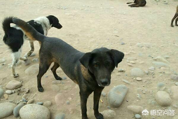 东北猎犬图片大全集:四川省有哪些优秀的土猎犬品种？有何依据？