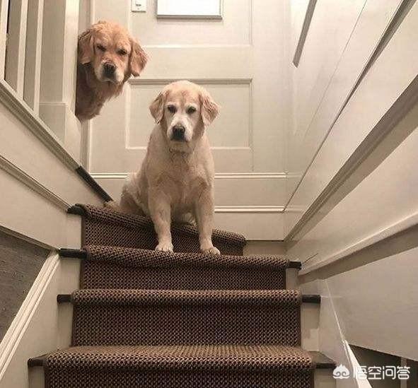 东非猎犬生病怎么办:人们做的什么事情会让金毛犬感到很害怕？
