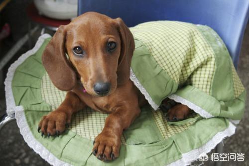 短毛腊肠犬毛发:秋冬季节如何给腊肠犬喂食才是既科学而又有营养的呢？