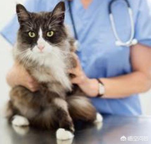 猫血:猫咪官网 猫死亡之前拉血是什么原因？