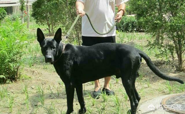 牧羊犬在线黑神:德国牧羊犬打得过黑狼犬吗？为什么？