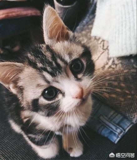 猫救小主人:老人用绳吊7岁孙子下楼救猫，同是生命做法值得吗？