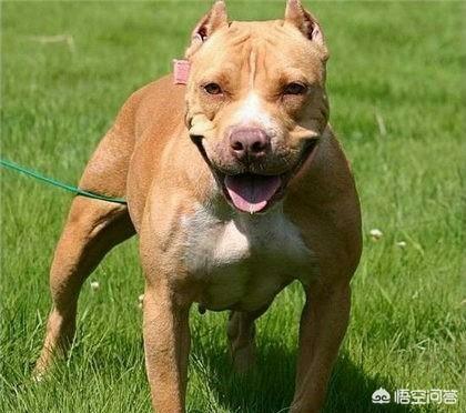 比特斗牛犬:狗全身红胸前有v型白毛是什么狗？