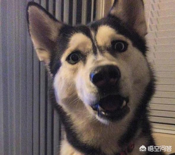 呆萌二货哈士奇:为什么中国农民不多喂养哈士奇当看门狗？