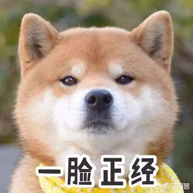如何抓偷狗賊:农村抓到偷狗贼，一村人把嫌疑人打死了，法律责任怎么划分？