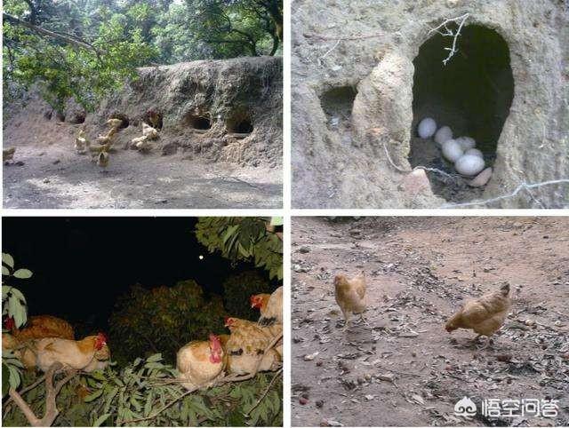 养鸡兽医专家在线咨询:林下养殖土鸡难吗？需要注意哪些方面？