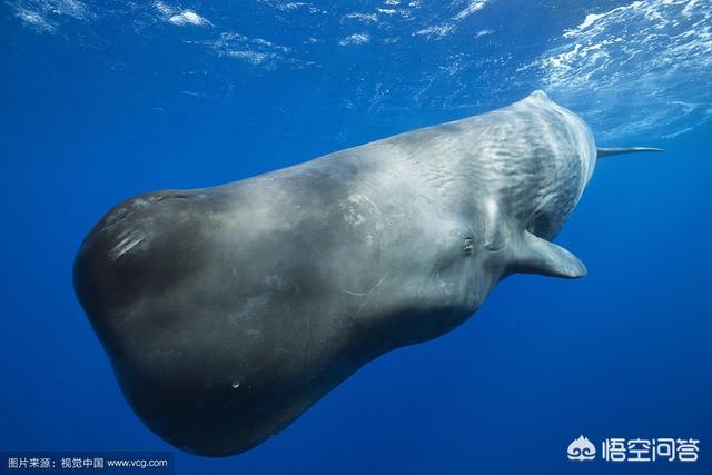 海洋垃圾的危害，作为海洋中的王者，塑料垃圾对鲸鱼有怎样的危害