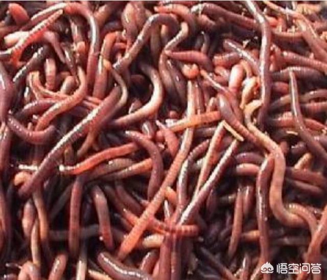 石蛙图片:石鸡图片石蛙图片 60后这代农村人未来生活状况是怎样的？