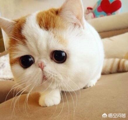 冬天养猫注意事项:冬天到底要不要给猫咪穿衣服？