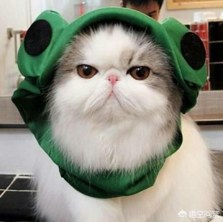 冬天养猫注意事项:冬天到底要不要给猫咪穿衣服？