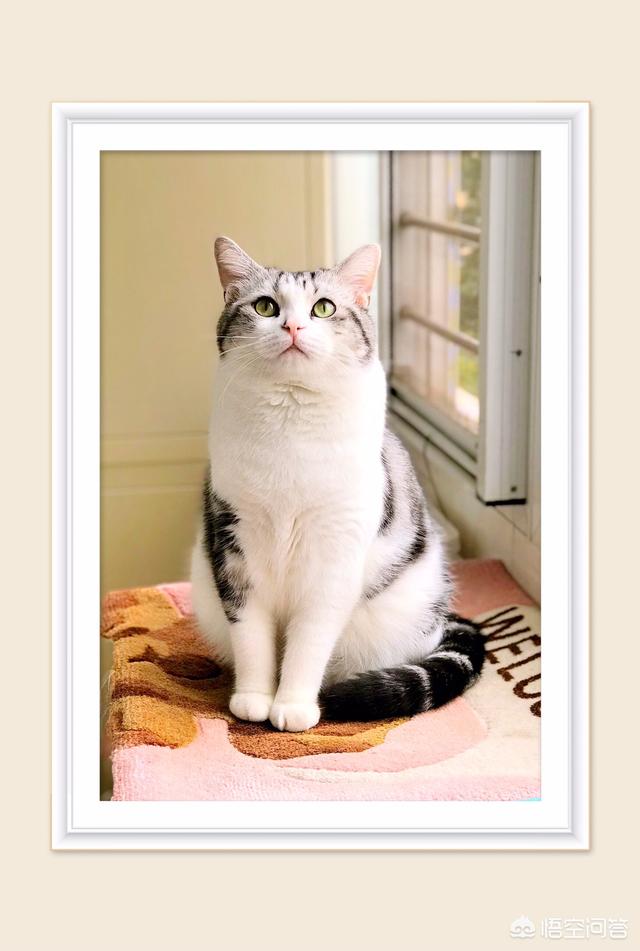 什么是吸猫吸猫是什么意思:你为什么喜欢猫猫呢？你会不会抽时间陪伴你的猫？