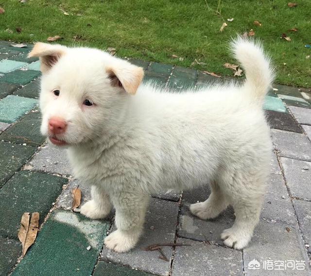 免费宠物店管理系统:开宠物店如何管理宠物店的员工？