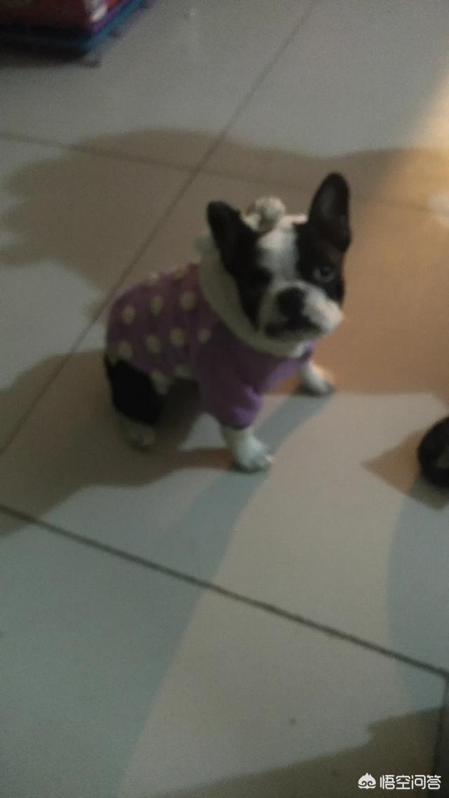 法国斗牛犬吧:为什么有的人说法国斗牛犬难养？养它有什么烦恼吗？