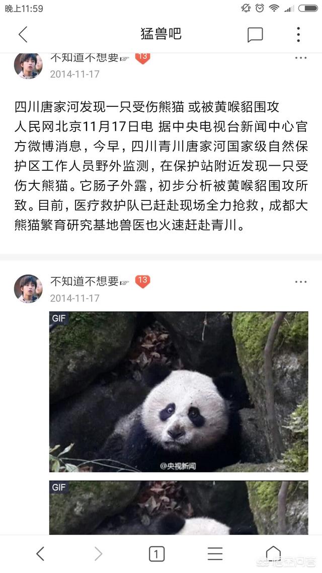 野生大熊猫咬人吗:加上金钱豹，卧龙保护区已有4种顶级猎食者了，会威胁到熊猫吗？