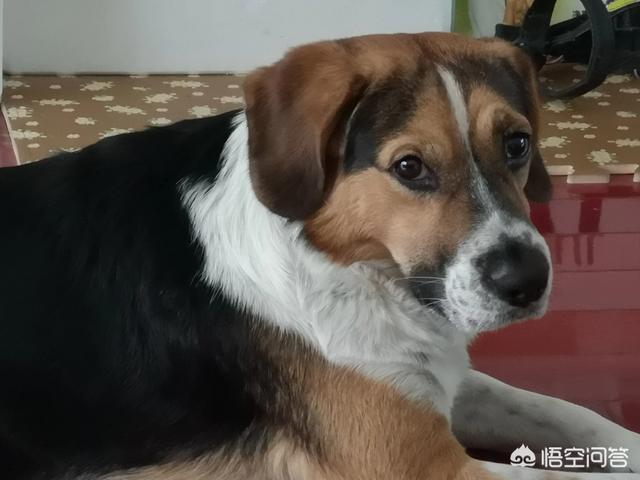 西宁古牧犬:在西宁，如何当一个文明养犬的“铲屎官”？