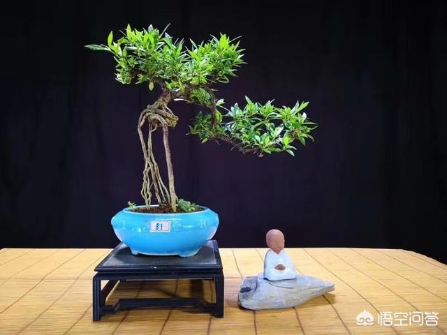 栀子盆栽为何叶片发黄、掉蕾或不开花,如何养护？