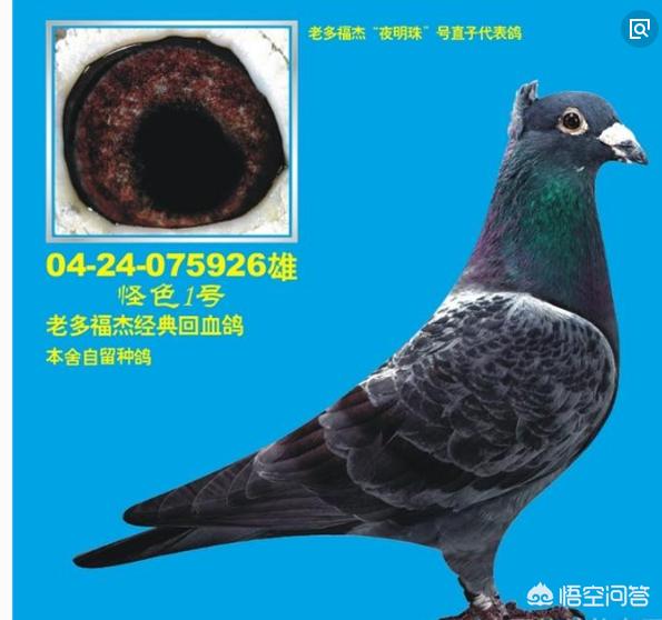 关于鸽子的养殖技术:想在自己家房顶养鸽子，有什么技巧和经验？