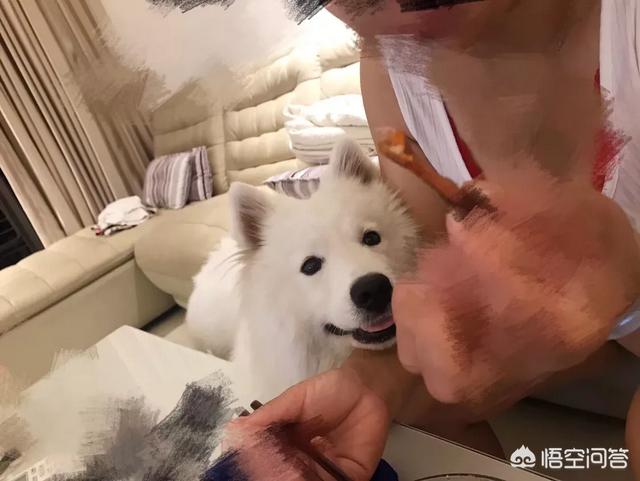 够雷的萨摩耶论坛:养一只萨摩耶是种什么体验？ 萨摩耶终极版不抢单
