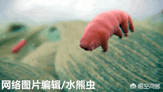 水熊虫寿命是多少年:如果把水熊虫放到火星上去，那么它能撑多久呢？