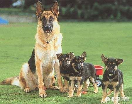 民间大头德牧论坛:怎样辨别德国牧羊犬的品种？