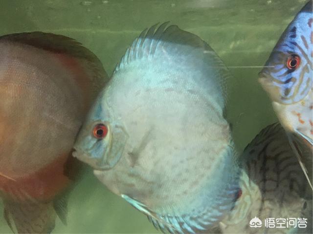 七彩神仙烟贴吧:七彩神仙鱼的头部长白刺了，该怎样治疗呢？