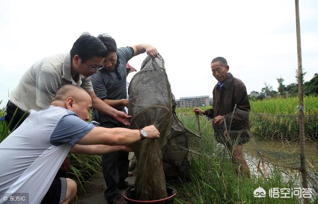 渔猫 抓鱼:鱼池发现有猫来捞鱼怎么办？搞的鱼也怕人？