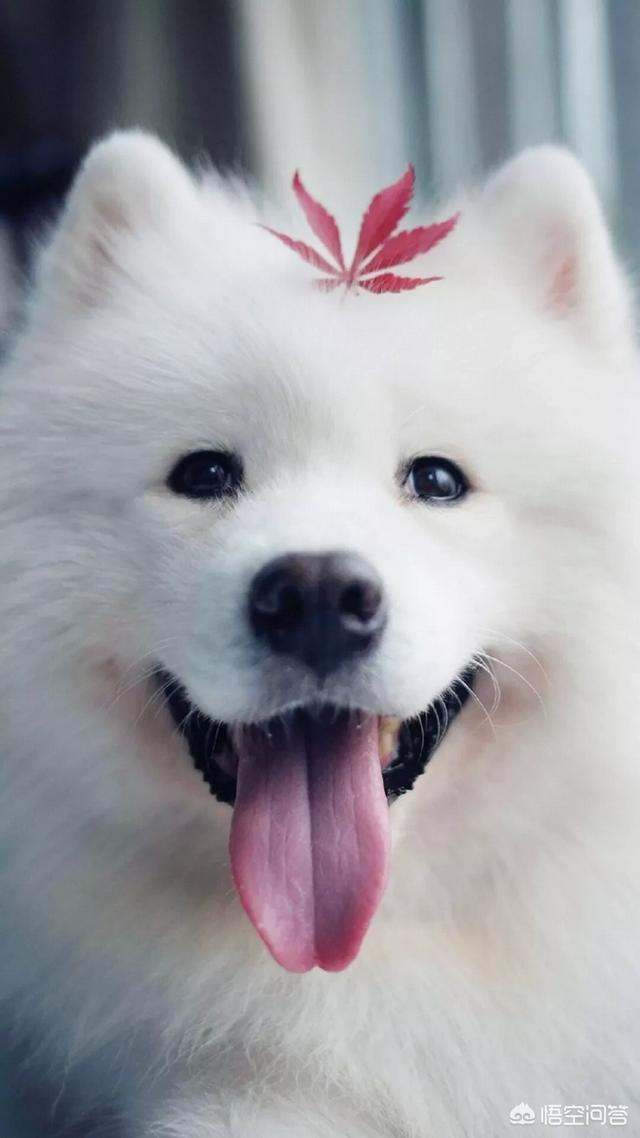 西摩犬聪明不聪明:熊版萨摩耶和狼版萨摩那个聪明？