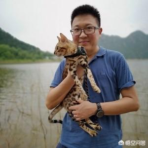 凌采猫粮 now:猫粮里面的碳水化合物含量高，对猫身体好吗？