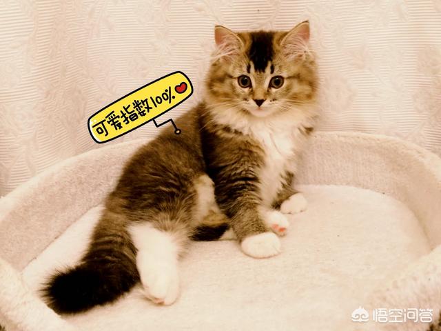 cf猫咪透视辅助官网最新版:你有没有拍到有趣的猫咪照片，分享一下？
