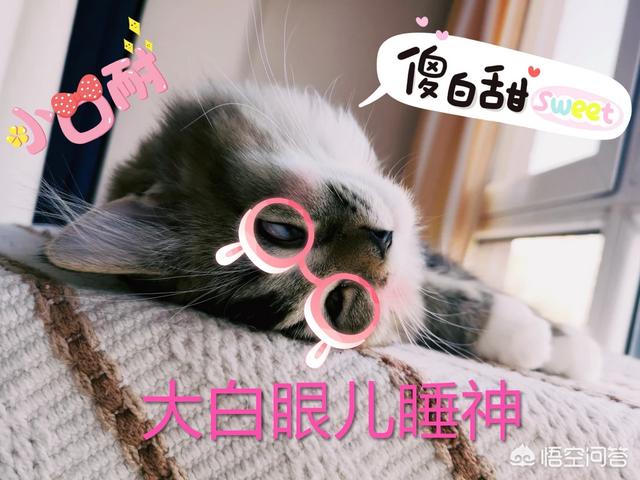 cf猫咪透视辅助官网最新版:你有没有拍到有趣的猫咪照片，分享一下？