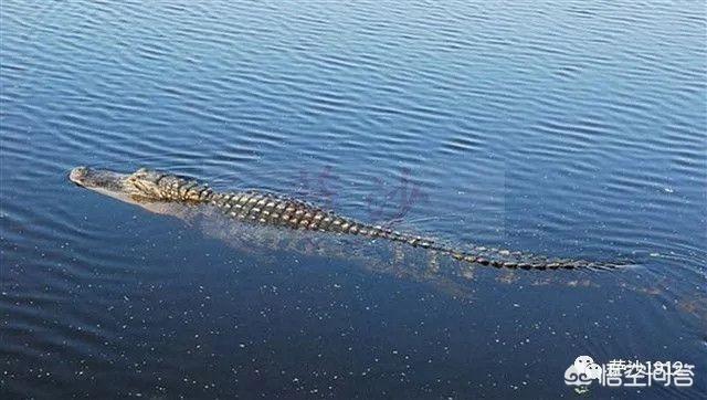 辽宁大蛇事件:大蛇盘踞银行门口，零陵消防“缉拿归案”, 你怎么看？