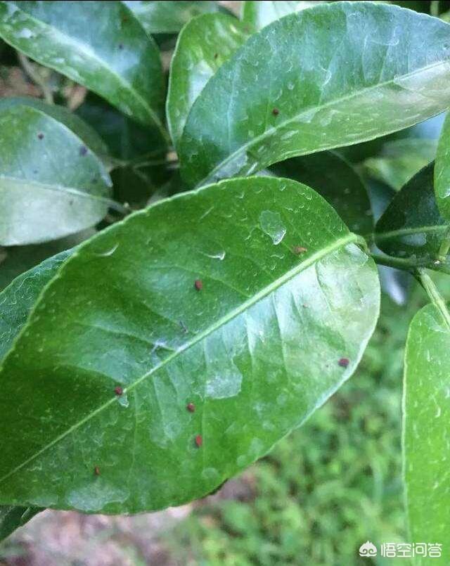 头条问答 - 草木灰能不能防治红蜘蛛病害?(16个回答)